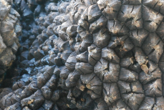 Tuber aestivum